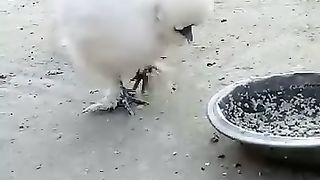 The white eats something