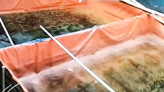 Tebar bibit lele 1500 ekor, kira-kira butuh berapa kolam❓Idealnya ukuran berapa❓