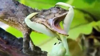 Play mantis ???? vs Lizard ????