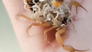 صغار العقرب