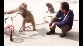 Funniest Monkey))