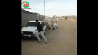 Try Not To Laugh Funny Animals