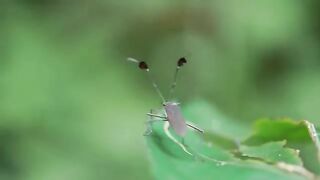 Leaf foot bug
