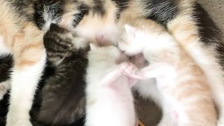 Breast fighting