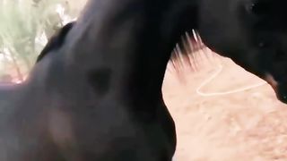 المهر