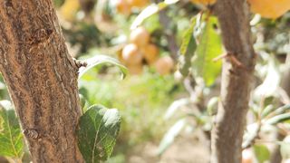 Plum fruit