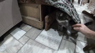 Тишка зверствует)