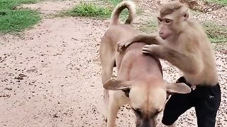 قرد مضحك