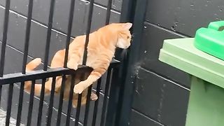 World Cat ????????