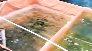 Kolam lele BAU gak bang ????❓Saya diarea padat penduduk❗Kolam mana yang tidak bau sobb ????