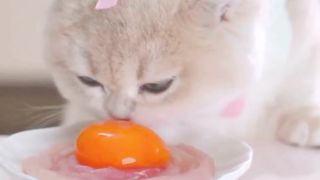 Cute cat #catlover #catcute #catlife #catfood #cateat