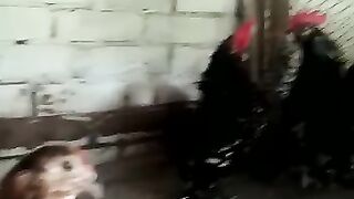 Bentam murga framing ke lei kasi hia