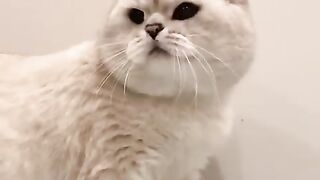Crying Very Cute and Baby ???? Cat