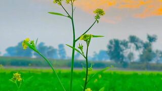 natures beatuy