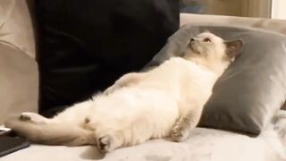 Cute Cat Enjoy In The Sofa
