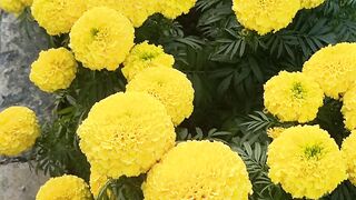 Beautiful flowers looks good at Islamabad