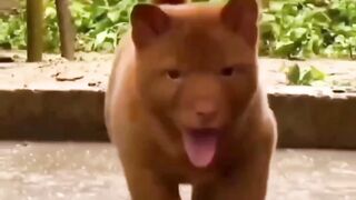 Cute puppy || cute and funny animal vedios
