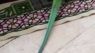 my bueatyfull parrot sajda                #short video#