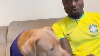 funny dog