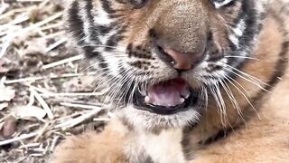 Beautiful tiger cub ||funny animal videos
