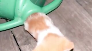 Funny kittens ||funny cats and dogs videos