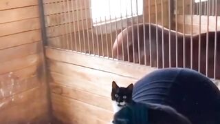 Funny horse & cat|funny animal video