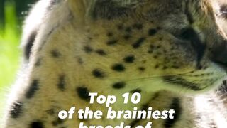 Top 10 of the brainniest breeds of the stunning cats