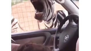 zebra laugh_funny cats and dogs videos