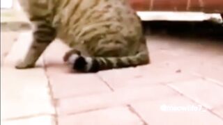 Funny Cats