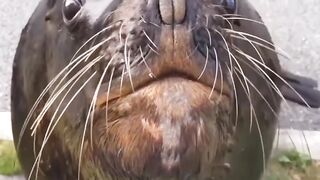 Funny Ocean lion eating fish