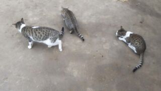 Cats loved pets may cute pet