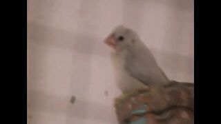 Funny video / natural environment /cute java sparrows