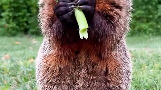Beautiful animals|funny animals videos