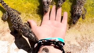 baby crocodile || funny animals vidoes