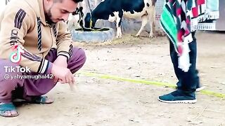 funny videos