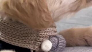 beautiful puppy ||funny cats and dogs ????????????