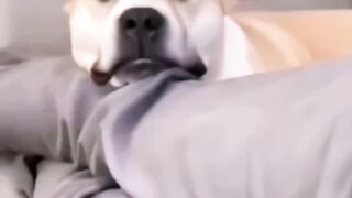 lazy cat and dog ||funny pets????????????