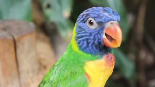 Satisfying video of parrots