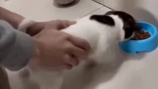 Funny hungry puppy || funny pets