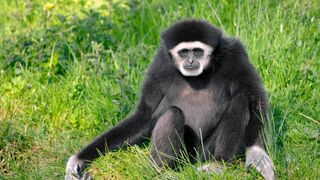How to Black Monkey Animals sound Short video most Beautiful Monkey ????