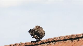 Golden Eagle. Eagle enjoys