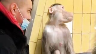 troubled baboon || funny animals videos