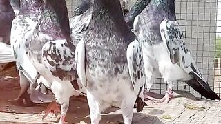 Pigeon