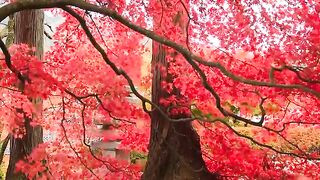 Cherry blossom tree beautiful video