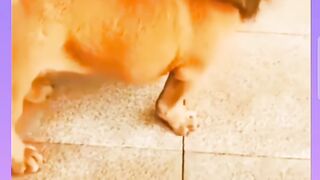 Funny ???? dog funny videos