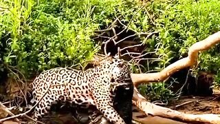 Loin Attack is the action ????????