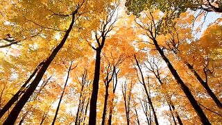 Yellow tree beautiful video
