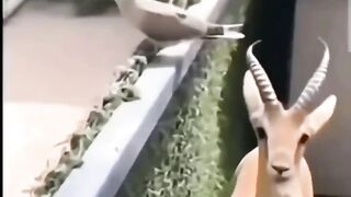 Funny Cat and ????