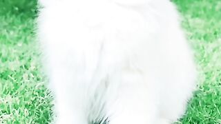 #shorts cat meme & kitten tik tok video???? funny cats meow baby cute compilation cat cash home