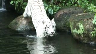 Forest Beautiful Animal Video in Water 2023.